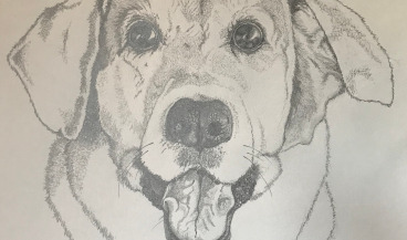 Drawing - Old Yeller