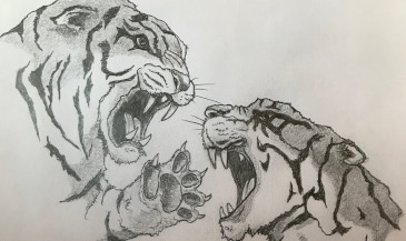 Drawing - Tigers